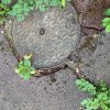 LE JARDIN DU HASARD. Séneçon,Mélisse, Primevère, Pavot... la nature a l'heureuse tendance à transformer les déserts en lieux fertiles.         MONIQUE PINAULT